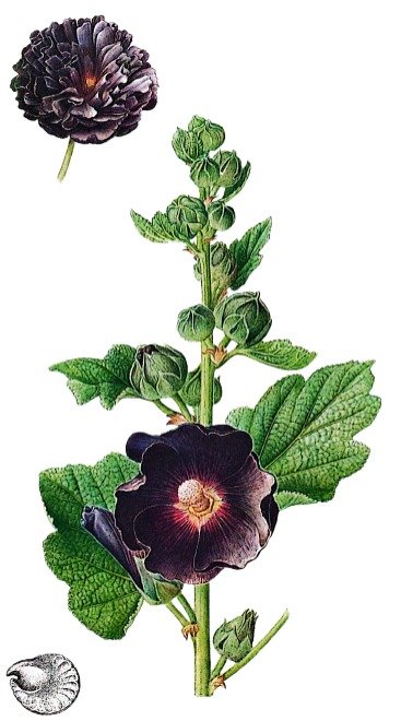 Rose trémière